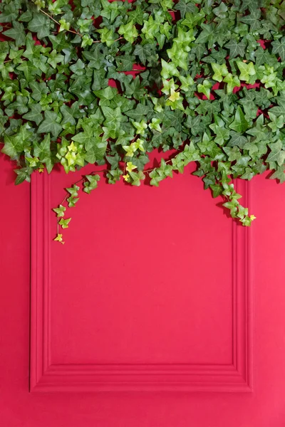 Çerçeve yarısı Common Ivy ile kaplı kırmızı duvar. Hedera sarmal, İngiliz sarmaşık veya Avrupa sarmaşık olarak da bilinir. Kopyalama alanı — Stok fotoğraf