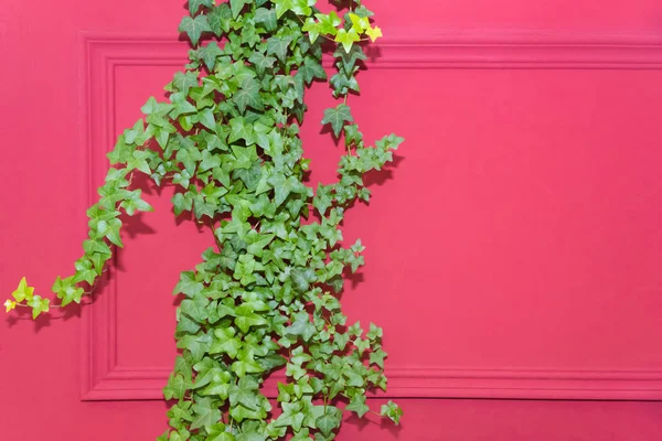 Çerçeve yarısı Common Ivy ile kaplı kırmızı duvar. Hedera sarmal, İngiliz sarmaşık veya Avrupa sarmaşık olarak da bilinir. Kopyalama alanı — Stok fotoğraf