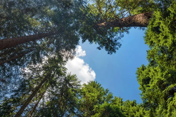 Buraco em forma de coração mostrando céu azul na floresta de pinheiros. Ideia de conceito de símbolo de amor romântico ou ecológico para fundo abstrato com espaço de cópia de arte livre. Árvores verdes em forma de coração para o dia dos namorados — Fotografia de Stock