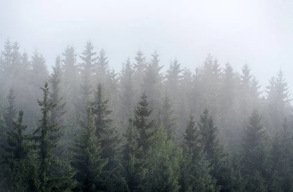 Nevoeiro enevoado na floresta de pinheiros nas encostas das montanhas dos Cárpatos. Paisagem com belo nevoeiro na floresta na colina . — Fotografia de Stock
