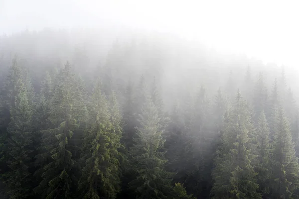 カルパチア山脈の山の斜面に松の森の霧。丘の上の森の中の美しい霧の風景. — ストック写真