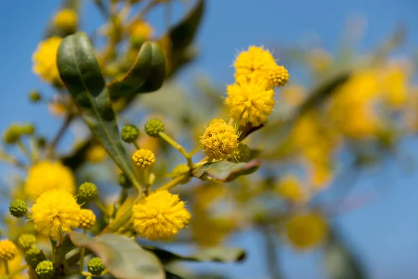 Mimosa en fleurs ou bouquet d'acacia sur ciel bleu. Mimosa fleurs de printemps fond de Pâques . — Photo