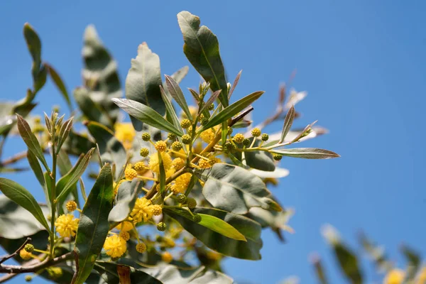 Kvetoucí mimosa strom nebo akátová banda nad modrou oblohou. Mimosa jarní květiny velikonoční pozadí. — Stock fotografie