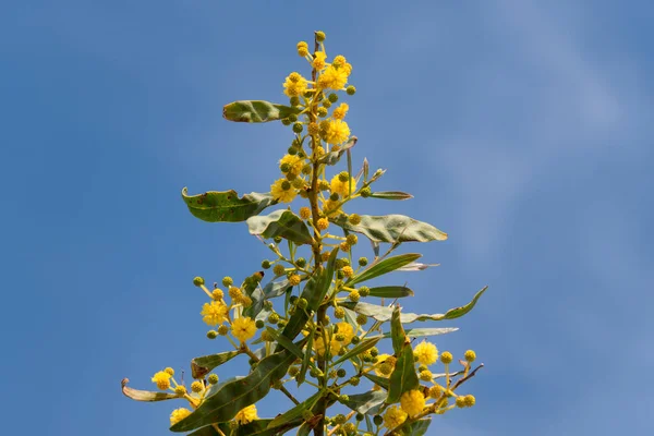 Цветущее дерево мимозы или группа акации над голубым небом. Мимоза весенние цветы пасхальный фон . — стоковое фото