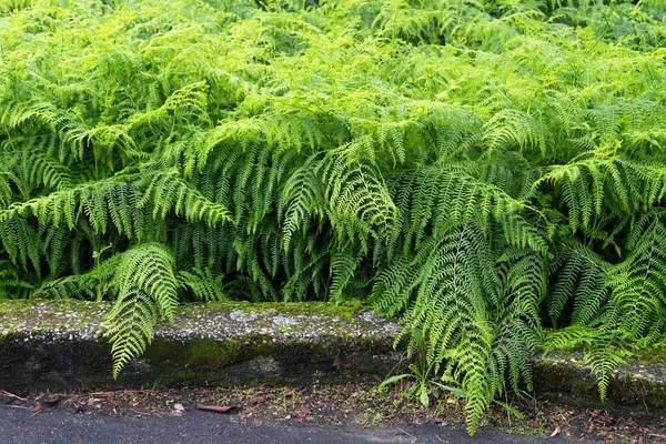 Exuberante selva tropical verde o fondo de jardín. Textura de hoja verde . —  Fotos de Stock