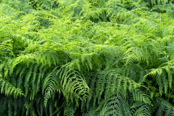 Lush green tropical jungle or garden background. Green leaf texture. — Stock Photo, Image