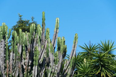 Tropik bahçede kaktüs ve palmiye ağaçları. Portekiz, Porto botanik bahçesindeki sulu bitkiler.