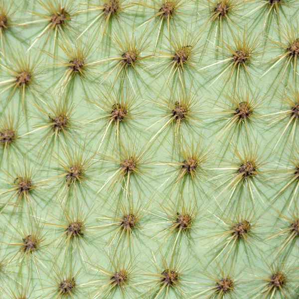 Närbild av ryggraden på kaktusen, bakgrundskaktus med ryggrad. Stor kaktus yta, naturlig bakgrund — Stockfoto