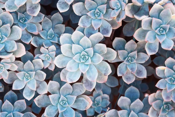 Kaktusz természet háttér, kék színű zamatos textúra. Agave zamatos növény közelsége, szelektív fókusz, tonizálás — Stock Fotó
