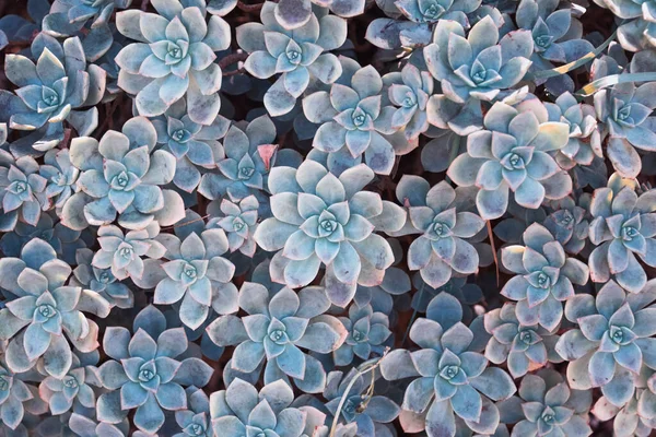 Kaktüs doğası arka planı, mavi renkli sulu doku. Agave sulu bitkiye yakın, seçici odaklanma, tonlama — Stok fotoğraf