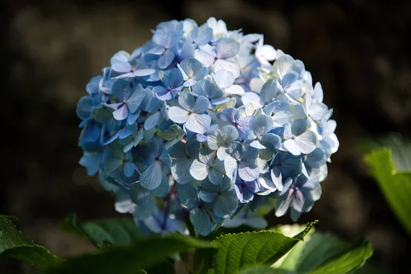Bonita hortensia azul o hortensia flor de cerca, flor en flor en primavera. Fondo natural. Hydrangea macrophylla floreciente en el parque. Jardín Botánico de Oporto, Portugal — Foto de Stock