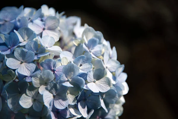 Bonita hortensia azul o hortensia flor de cerca, flor en flor en primavera. Fondo natural. Hydrangea macrophylla floreciente en el parque. Jardín Botánico de Oporto, Portugal — Foto de Stock