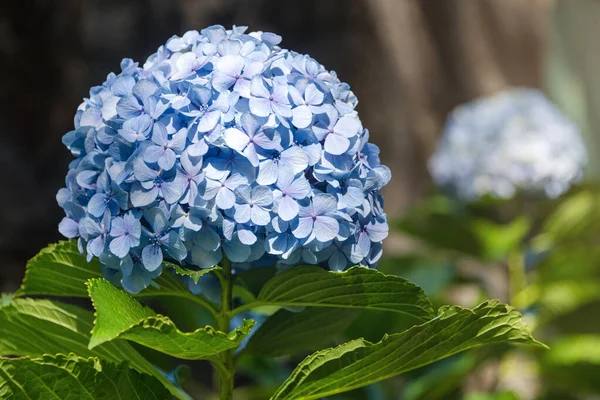 Bonita hortensia azul o hortensia flor de cerca, flor en flor en primavera. Fondo natural. Hydrangea macrophylla floreciente en el parque. Jardín Botánico de Oporto, Portugal — Foto de Stock