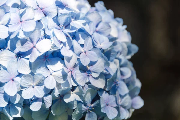 Bonita hortensia azul o hortensia flor de cerca, flor en flor en primavera. Fondo natural. Hydrangea macrophylla floreciente en el parque. Jardín Botánico de Oporto, Portugal — Foto de Stock