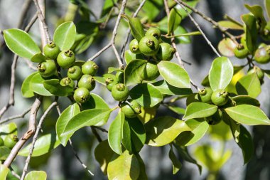 Olgunlaşmış meyve limon ağacı. Organik bahçedeki ağaçta taze yeşil limon.