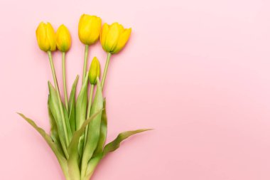 Pembe arka planda sarı lale çiçekleri. Düz yerde, üst tarafta. Minimum çiçek konsepti. Bahar çiçekleri, çiçek arkaplanı.