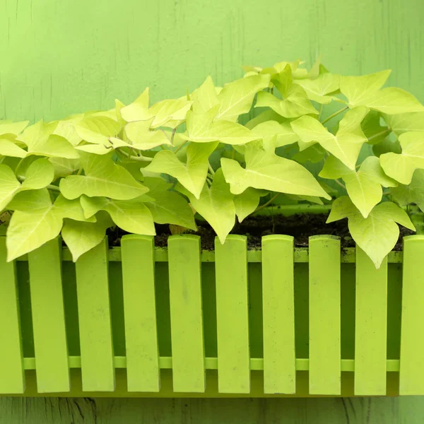 Növények Edényben Zöld Háttérrel Zöld Fal Környezetbarát Függőleges Kert Kerti — Stock Fotó