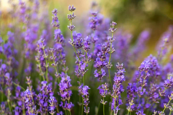 Lavender flowers, soft focus. Field of lavender, Lavandula angustifolia, Lavandula officinalis. Aromatherapy, nature cosmetics, ingredients and herbs for eco products