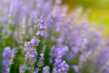 Lavanta çiçekleri, yumuşak odak. Lavandula angustifolia, Lavandula officinalis. Aromaterapi, doğa kozmetikleri, ekolojik ürünler için malzeme ve bitkiler
