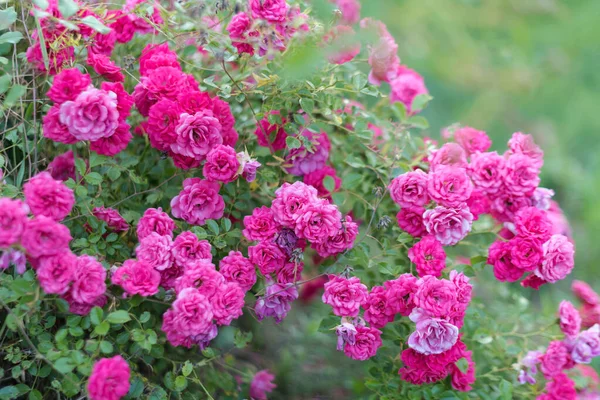Ροζ Τριαντάφυλλα Στον Κήπο Ανθισμένα Τριαντάφυλλα Αναρρίχησης Στο Θάμνο Λουλούδια — Φωτογραφία Αρχείου