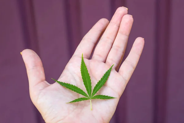 Mano femminile che tiene germoglio di erba di canapa. Legalizzazione di cannabis, marijuana, concetto di erbe. Giovane singola foglia di marijuana. — Foto Stock