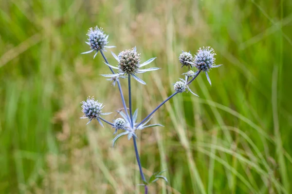 Eryngium planum o Blue Sea Holly en el jardín. Plantas de hierbas silvestres, hierbas curativas espinosas. —  Fotos de Stock