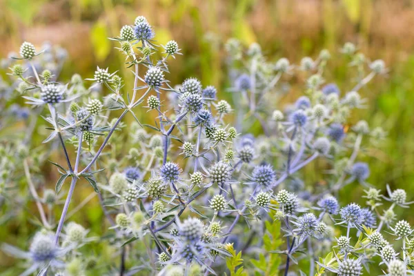 Eryngium planum o Blue Sea Holly en el jardín. Plantas de hierbas silvestres, hierbas curativas espinosas. —  Fotos de Stock