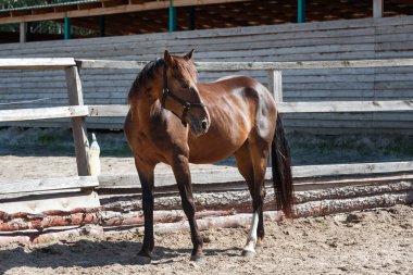 Çiftliğin ahşap çitlerinde duran Bay Horse. Yazın çiftlikteki atlar.