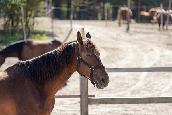 Cavalo Baía Cerca Madeira Uma Fazenda Cavalos Rancho Verão — Fotografia de Stock