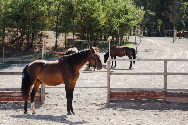 Bay Horse Stojící Dřevěného Plotu Farmě Koně Ranči Létě — Stock fotografie