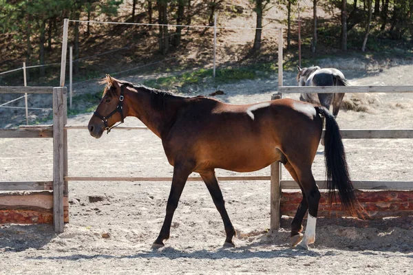 Cavalo Baía Cerca Madeira Uma Fazenda Cavalos Rancho Verão — Fotografia de Stock