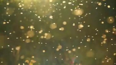 Işık ışınlarında küçük cüceler uçar. Böcekler batan güneşin ışınlarında akın ederler. Sivrisinekler. Güzel doğa, sonbahar ormanında parıldayan gün batımı. Altın gün batımı. Bulanık, seçici odaklanma