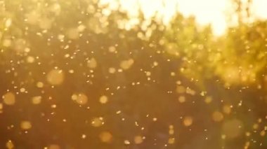 Bulanık doğa geçmişi. Işık ışınlarında küçük cüceler uçar. Böcekler batan güneşin ışınlarında akın ederler. Sivrisinekler. Güzel doğa, sonbahar ormanında parıldayan gün batımı. Altın gün batımı