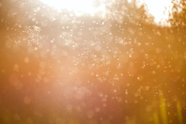 Bulanık Doğa Geçmişi Işık Işınlarında Küçük Cüceler Uçar Batan Güneşin — Stok fotoğraf