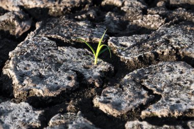 Çatlamış toprakta yapayalnız yeşil filizler. Topraktaki çatlakların arasından büyüyen yeşil bitki, sıcakla savaşan doğa. Kuraklık, çatlak zemin. Hava ve iklim değişikliklerinin sembolü.