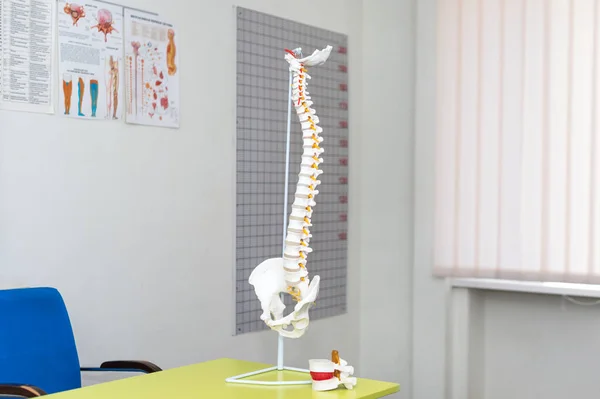 Anatomical model of spinal column. Artificial human cervical spine model in medical office. Copyspace for text.