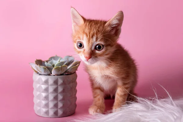Kucing merah duduk di dekat kaktus. Cute jahe kucing kecil dan lezat dalam pot tanah liat abu-abu di latar belakang merah muda. Hewan ternak dan tumbuhan, menemukan konsep dunia. — Stok Foto