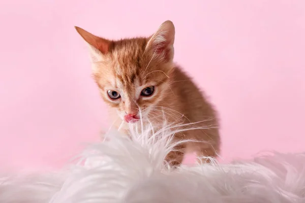 Kucing merah kecil yang lucu duduk di atas selimut putih bulu. Cat menjilati bibirnya dan melihat ke kamera — Stok Foto