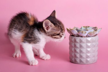Kaktüs koklayan küçük kedi yavrusu. Şirin kedi, pembe arka planda gri kil çömleğin içinde sulu bir kokuyu alır. Evcil hayvanlar ve bitkiler, dünya konseptini keşfetmek..