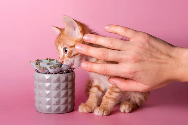 Dueño Detiene Gatito Que Muerde Cactus Lindo Jengibre Pequeño Gato —  Fotos de Stock