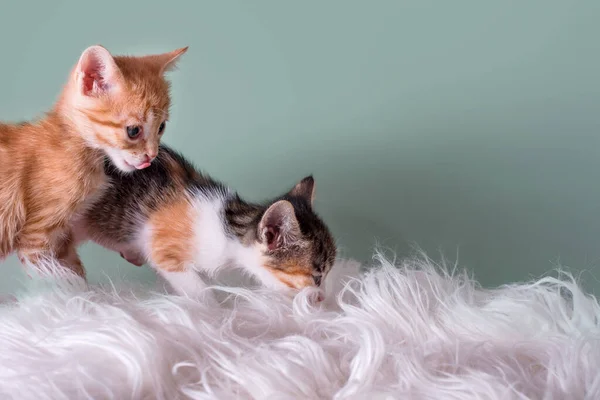 Gatitos Curiosos Gatitos Casa Jugando Con Pieles Blancas Mascotas Pequeñas —  Fotos de Stock