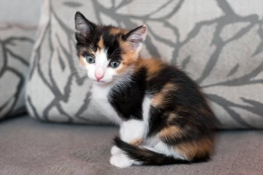 Meraklı kedi. Evdeki küçük kedi gri kanepede oynuyor. Küçük hayvan..