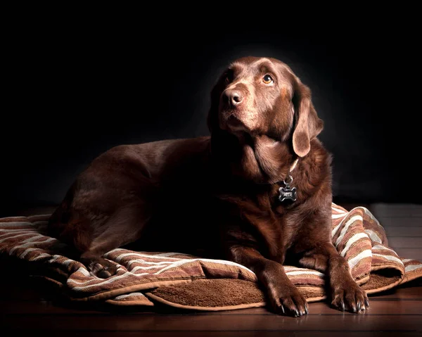 Chocolate Labrador Retriever Lying on Brown and White Textile