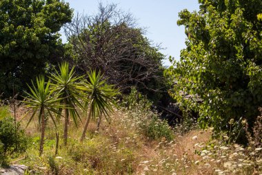 Pittencrieff Park ercolano scavi Dunfermline Manastırı arka planda