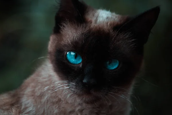 Gato siamês com olhos azuis na natureza — Fotografia de Stock