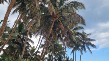 Gökyüzünün arka planındaki hindistan cevizi ağaçlarının görünümü, aşağıdan alındı.