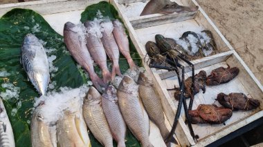 Taze deniz ürünleri vitrininde çeşitli balıklar, karides ve kabuklu deniz ürünleri var. Aşçılar ve deniz ürünleri severler için ideal..