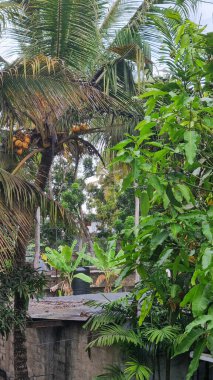 Hindistan cevizi ağacı, berrak mavi gökyüzünün altındaki uzun hindistan cevizi ağacı manzarası, tropikal, rahatlatıcı bir atmosferi yansıtıyor, tatil ve doğa ile ilgili içerik için mükemmel.