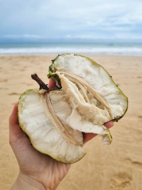 Olgun atemoia meyvesi, ellerle ikiye bölünmüş, tatmaya hazır. Kırmızı elbiseler giyen kişi elinde Amoya tutuyordu.