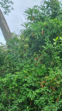 Tonque macaque, Sri Lanka 'da, Pidurangala kayasının üzerinde oturuyor. Toque Macaca sinica, Sri Lanka 'ya özgü kırmızı-kahverengi renkli bir Eski Dünya maymunu.